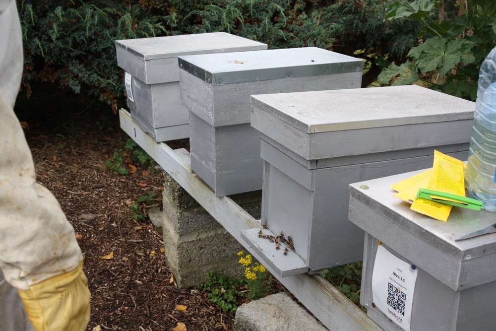 Hive stand at home