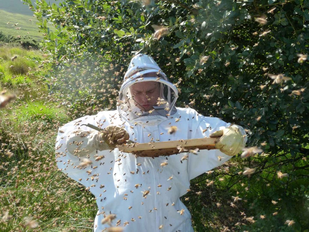 Some time even Buckfast bees go up in the air, but they rarely try to sting