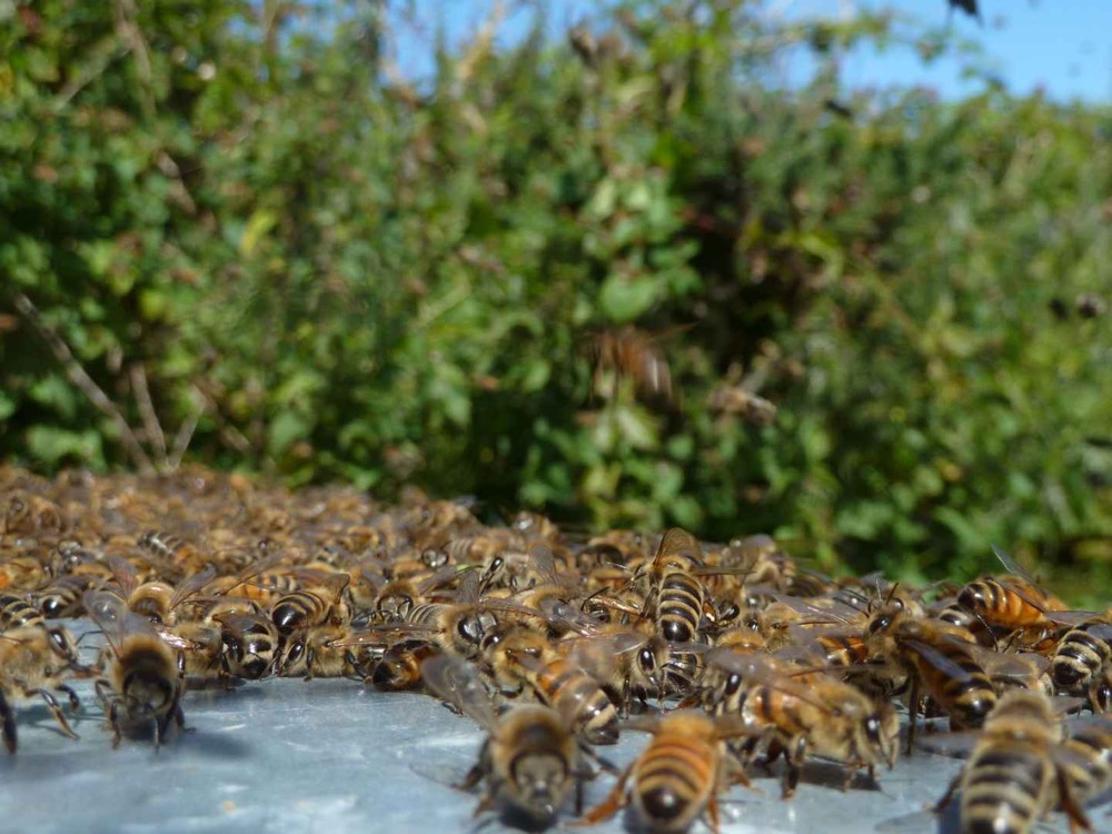 Bees outside the hive after inspection