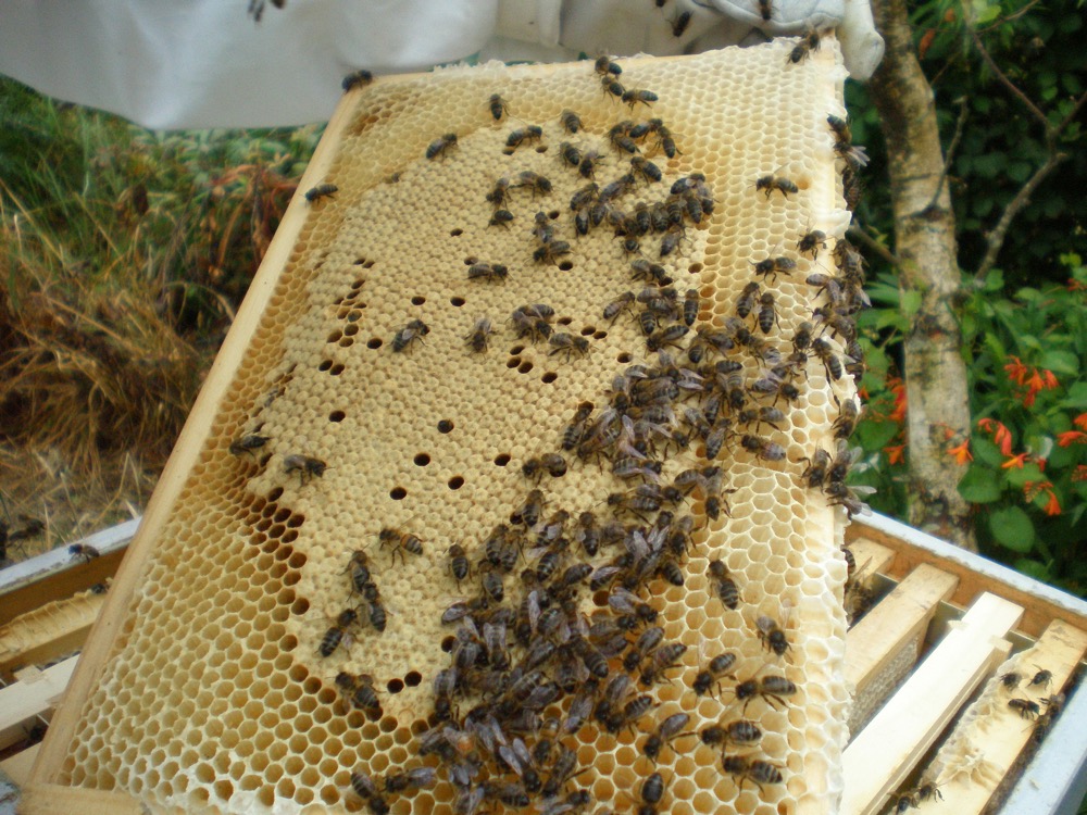 Nice frame of brood