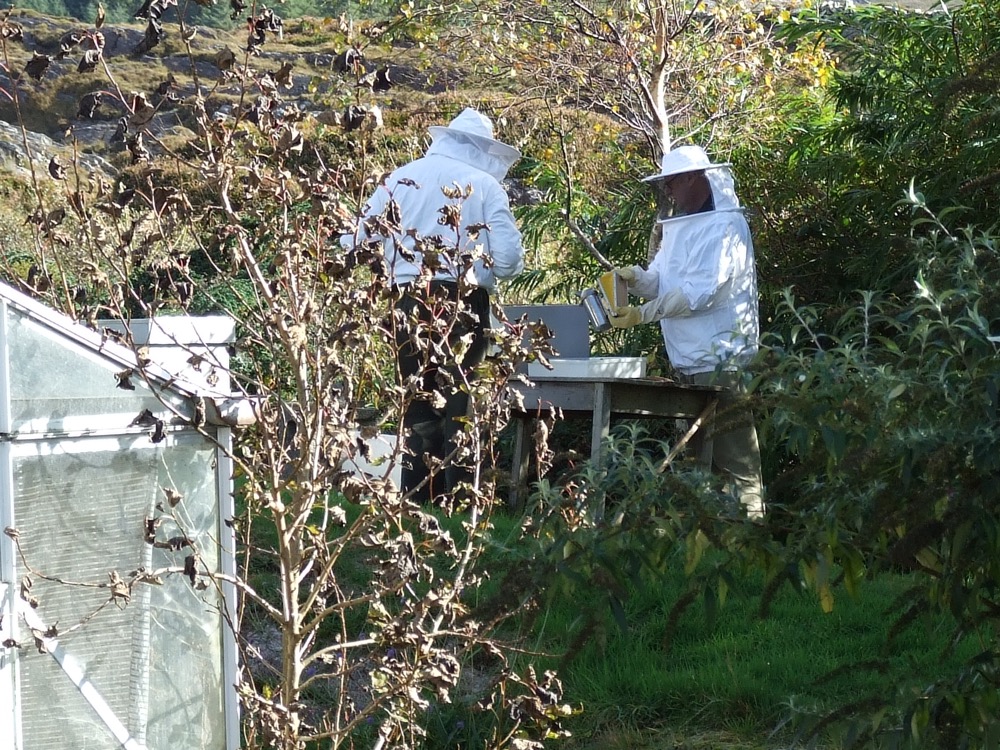 Working on the bees