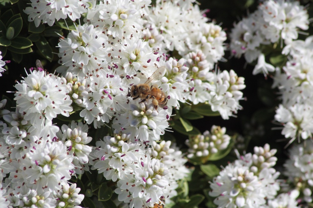 Bees enjoying themselves whilst woking hard