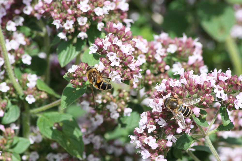 Bees enjoying themselves whilst woking hard