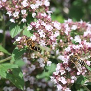 IMG_3064.JPG