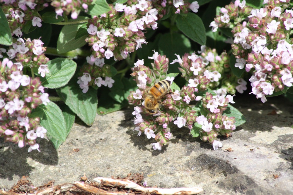 Bees enjoying themselves whilst woking hard