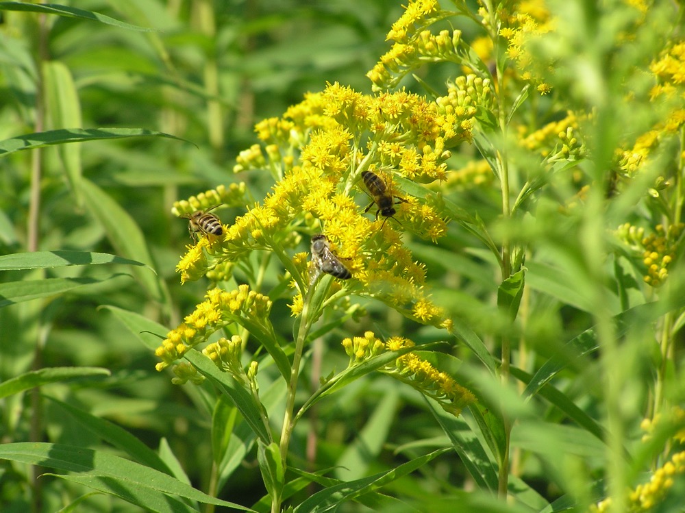 Bees enjoying themselves whilst woking hard