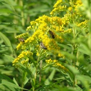 P7290164
